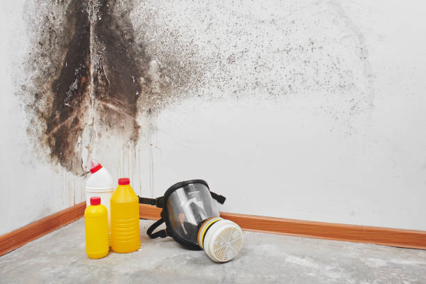 Best Attic Mold Removal  in Plandome, NY