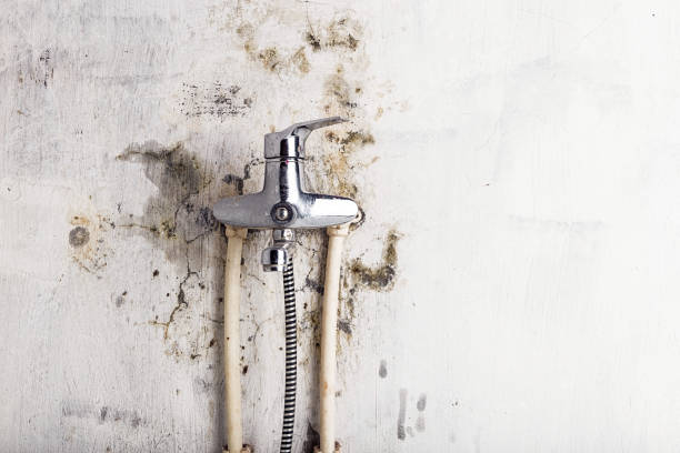 Best Commercial Mold Removal  in Plandome, NY