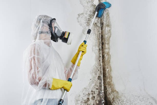 Mold Testing and Removal in Plandome, NY